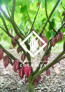 Cocomas Chocolate
