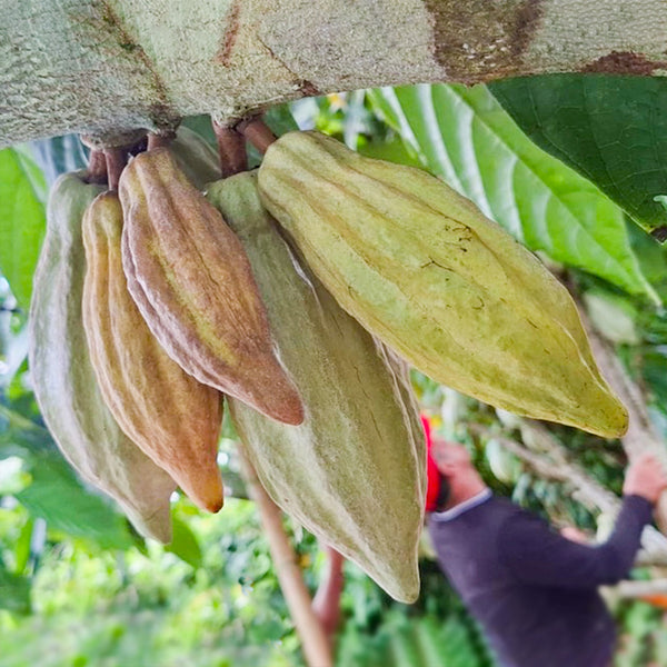 Discovery #3 Tumaco 68% (Colombia)