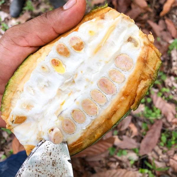 Discovery #3 Tumaco 68% (Colombia)