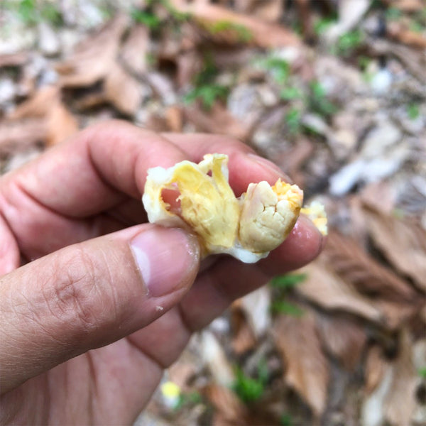 Discovery #3 Tumaco 68% (Colombia)